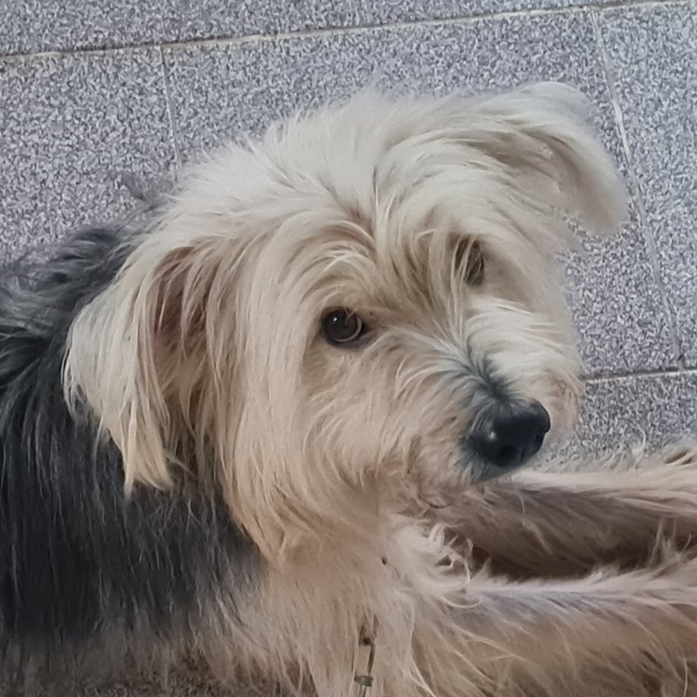 Franki, a scruffy cream terrier, looking at the camera